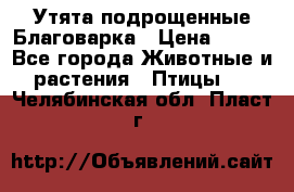 Утята подрощенные Благоварка › Цена ­ 100 - Все города Животные и растения » Птицы   . Челябинская обл.,Пласт г.